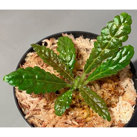 Nautilocalyx pemphidius