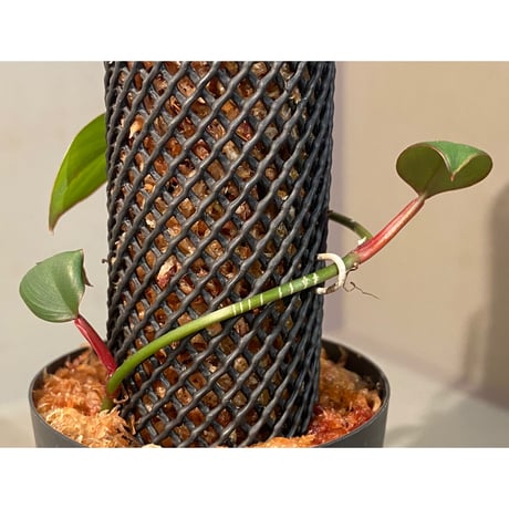 Philodendron sp. from Iquitos Peru [tanakay]