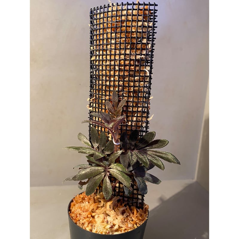 Solanum uleanum | M・R・G・R