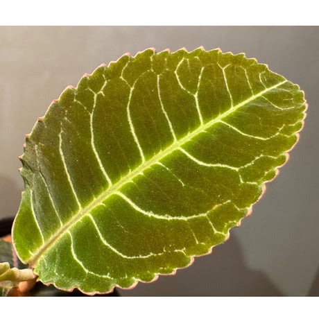 Labisia sp. from Riau sumatera