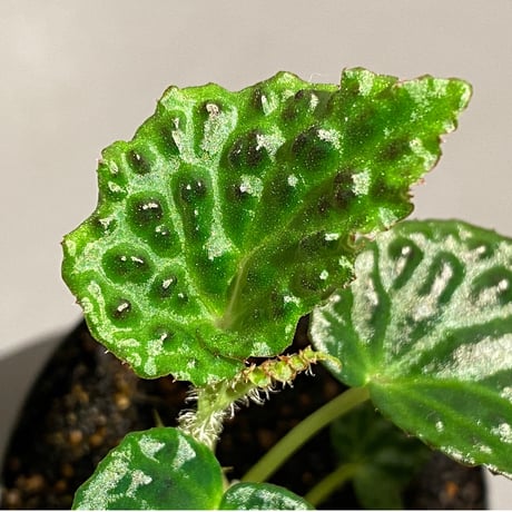 Begonia dracopelta from Borneo
