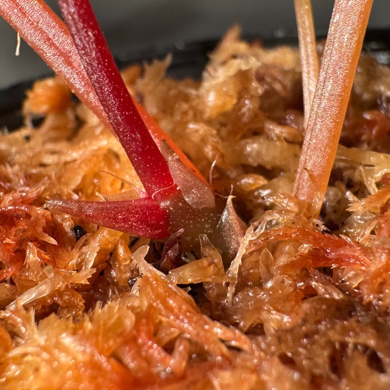 peculiarman　Begonia 5点同梱発送 peculiarman Begonia 5点同梱発送 Maison MIHARA YASUHIRO