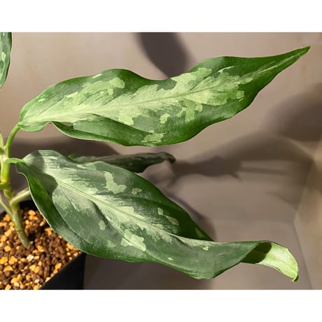 Aglaonema pictum A from Aceh sumatera [LA1115-03 i] ①