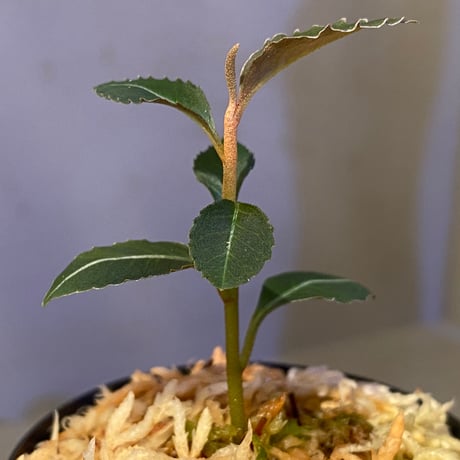 Labisia pumila from Cameron Highlands