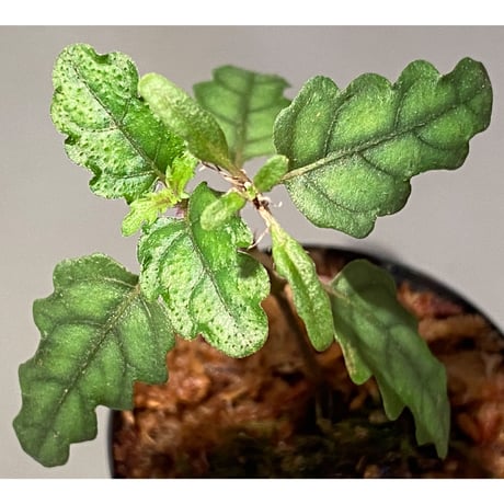 Scrophulariaceae sp. from Valencia, Negros Oriental