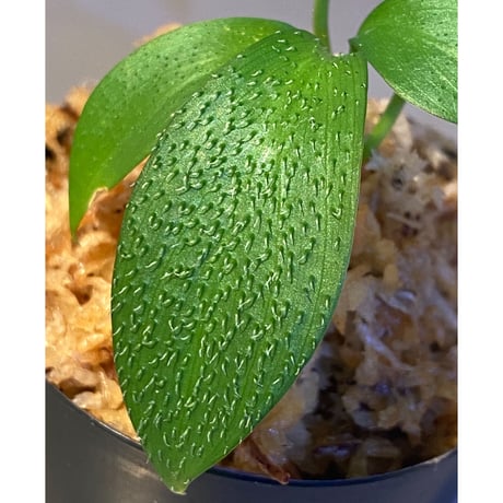 Homalomena hasei "狐尾" from Aceh sumatera [LA0616-04]