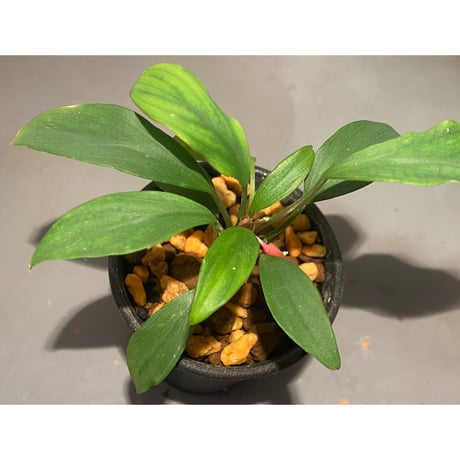 (２芽) Homalomena cf. hasei from Aceh sumatera [LA1118-03]