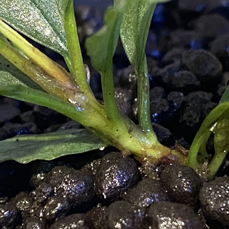 Bucephalandra sp. kayulapis3 TB便　水中葉 Bucephalandra sp. kayulapis3 TB便 水中葉 Bucephalandra sp