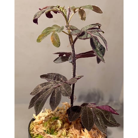 Solanum uleanum ①