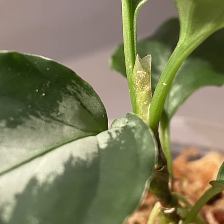 Aglaonema pictum from Tapak Tuan Aceh [MA1510-86]