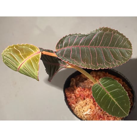 Labisia sp. from Riau Sumatera