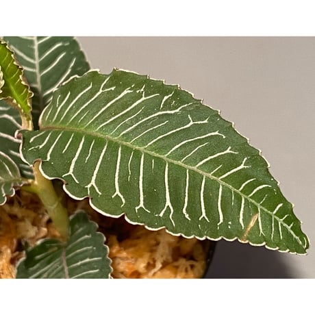 Ardisia sp. from Perlis Malaysia