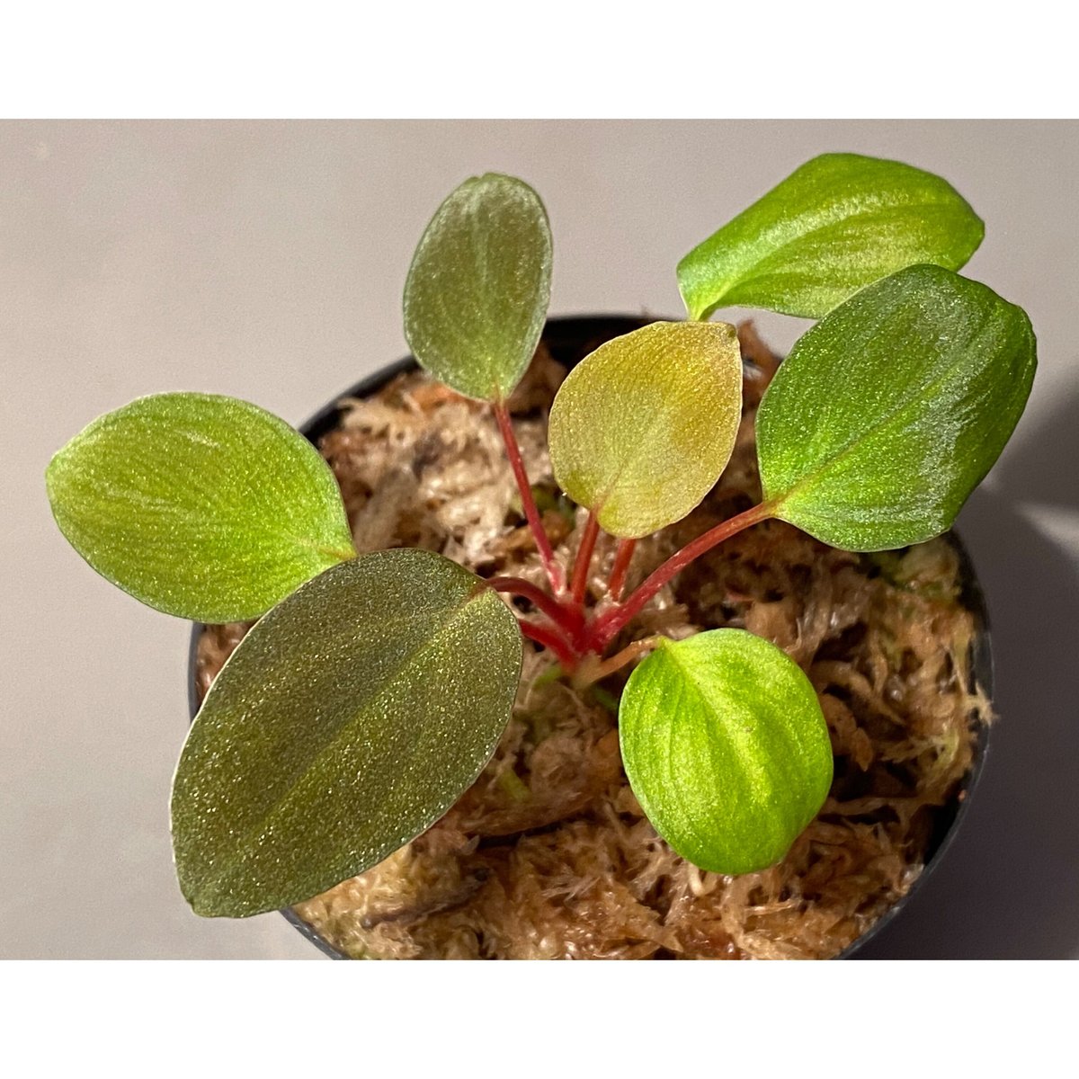 Homalomena sp. from Tawau [TK071116-1] | M・R・G・R