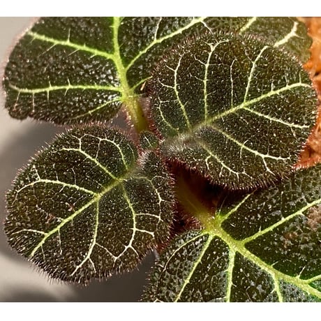 Pearcea hypocyrtiflora from Napo Ecuador [tanakay]