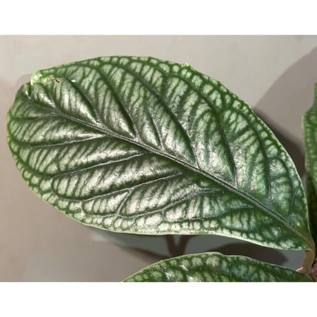 Labisia sp. from Vietnam