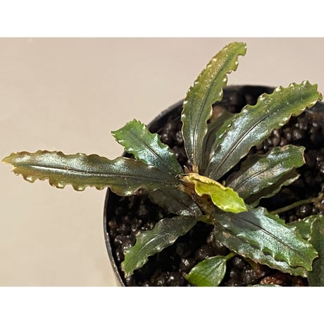 (２芽株) Bucephalandra micrantha "Kayulapis 1" [TB]