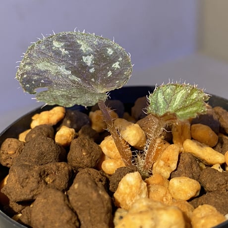 Begonia sp. from Cao Bang [YH251019] TK
