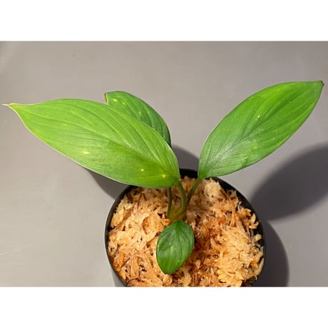 Homalomena sp. from Kuala Balah [TK270316]