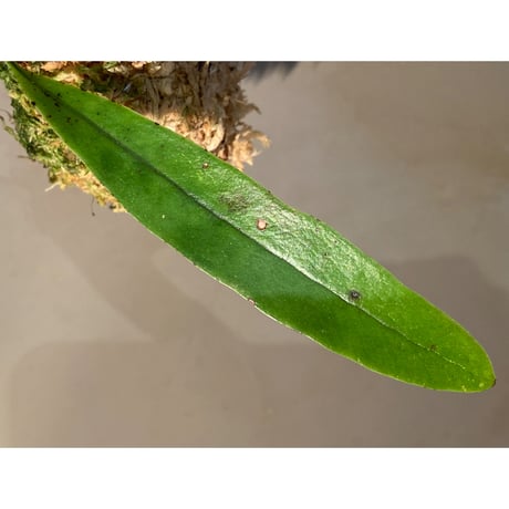 Asplenium sp. from Sangkhlaburi Kanchanaburi Thailand ②
