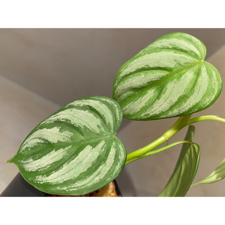 Philodendron sp. from Ecuador