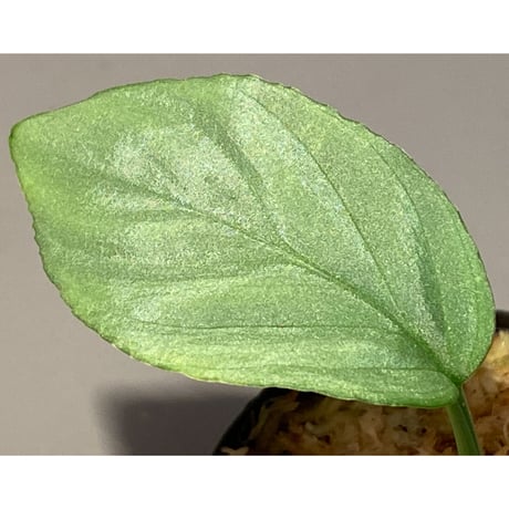 Homalomena cf. humilis from Sumatera Barat [LA0719-02]