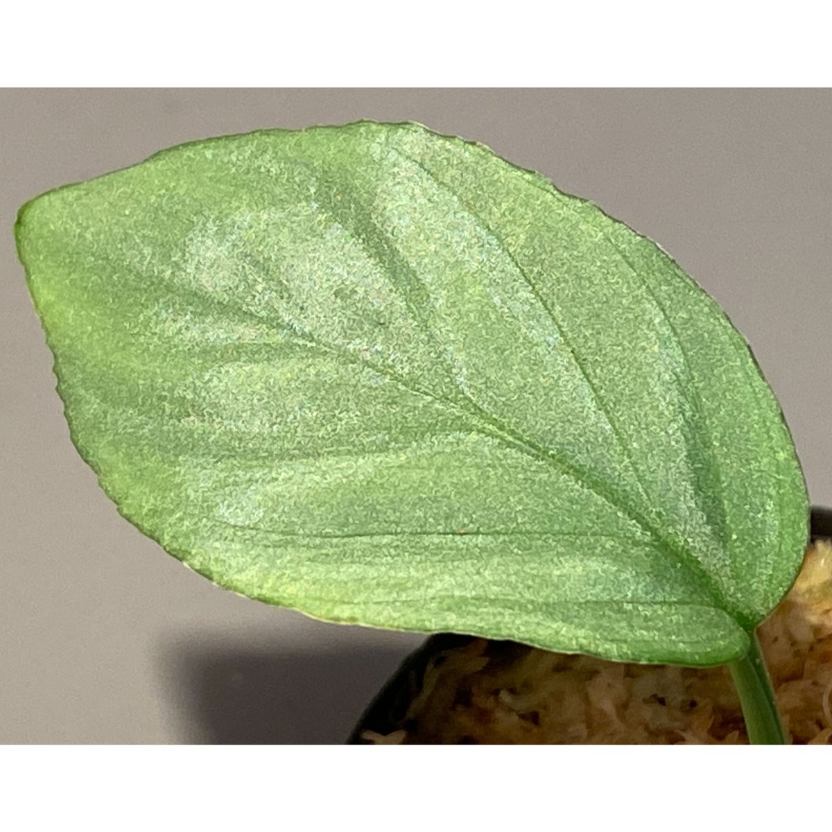 Homalomena cf. humilis from Sumatera Barat [LA0