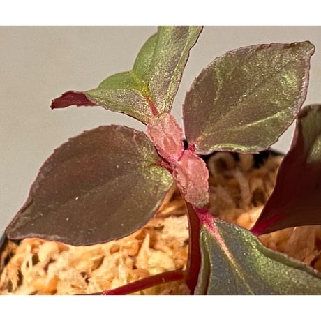 Melastoma sp. from Sibolga