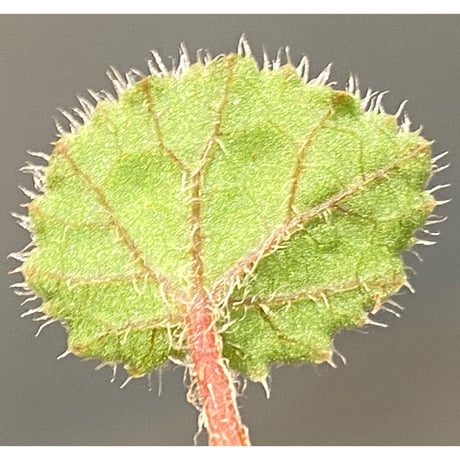 Begonia austroguangxiensis