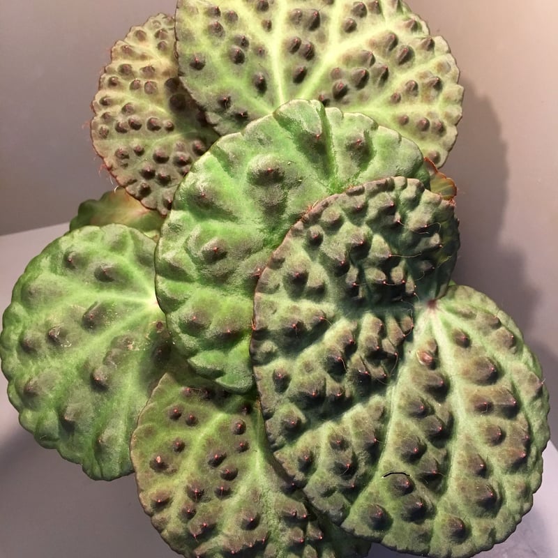 Begonia Nahangensis from Na Hang [YH1117 TK] |