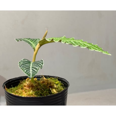 Ardisia sp. from Raub Pahang