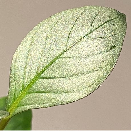 Acanthaceae gen. from Laos [LA]