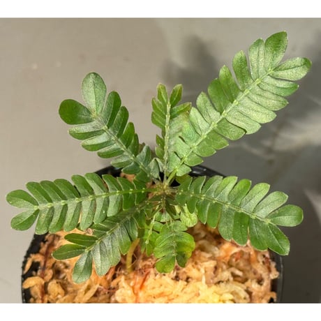 Biophytum cf. sensitivum [LA]