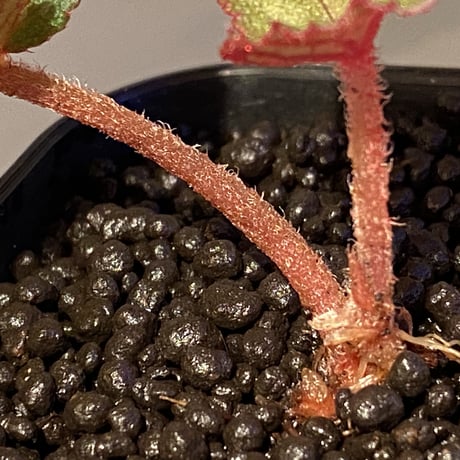Begonia sp. from Tuyen Quang [YH1117] TK
