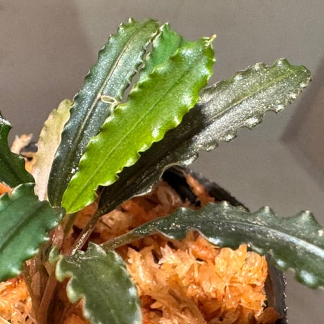 Bucephalandra sp. from "Mangat" [MF0417-2A] ①