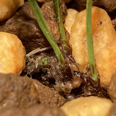 Davallia sp. Kalimantan barat