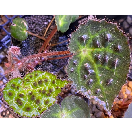 Begonia cf. ferox from Cao Bang [YH040519BK] TK