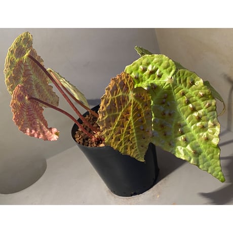 Begonia ferox from Northern Vietnam