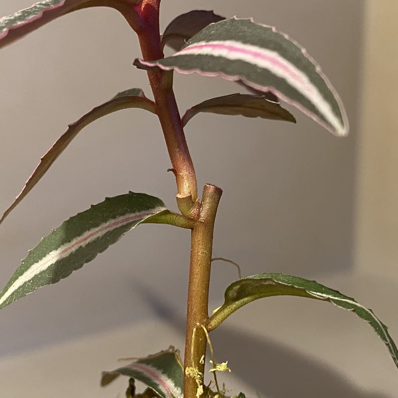 Labisia sp. from Kapuas hulu Kalimantan barat |