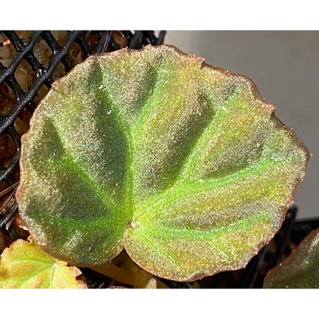 Begonia sp. from Sarawak