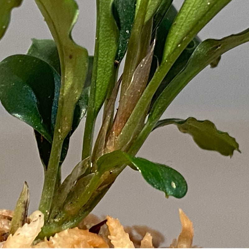 Bucephalandra sp. 