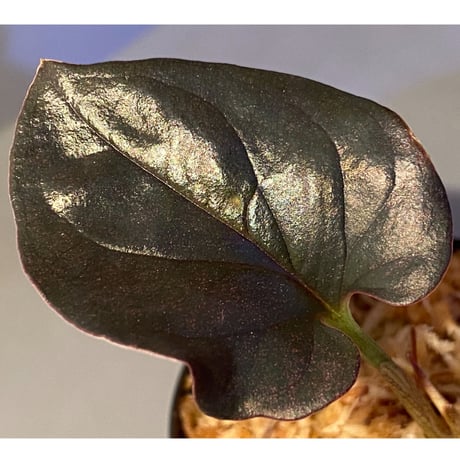 Syngonium sp. from Choco Colombia [tanakay]