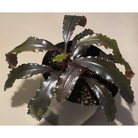 (2芽立ち) Bucephalandra sp. "Kualakuyan Type2"