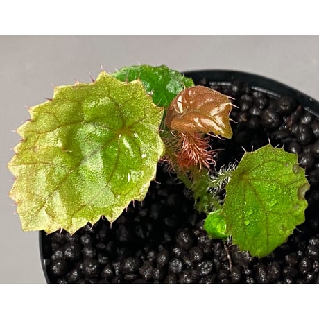 Begonia susaniae