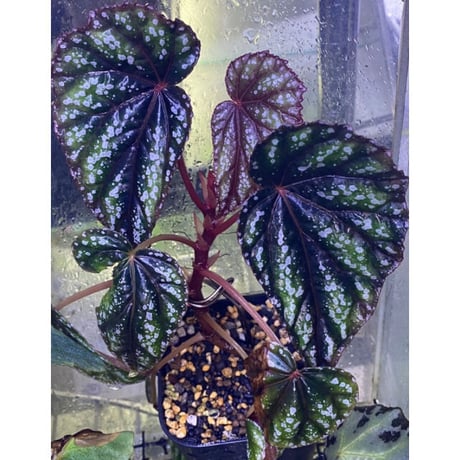 Begonia handelii var. prostrata from Viet Nam