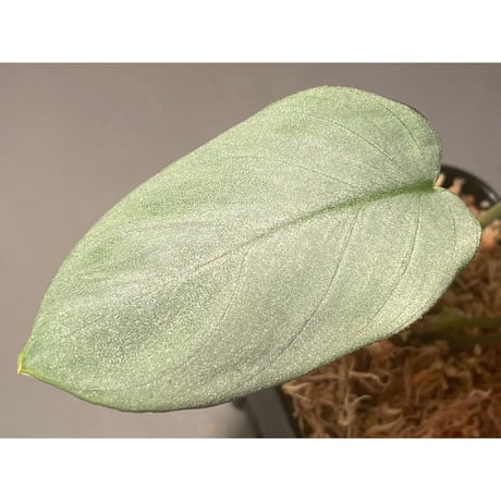 Homalomena hyb. Rec110-03 [K0320-f1] KZT