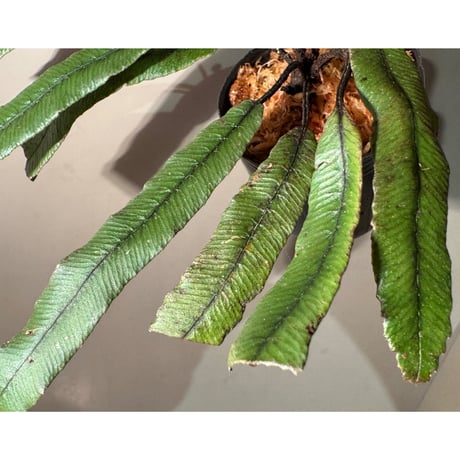 Asplenium sp.(?) from Sulawesi