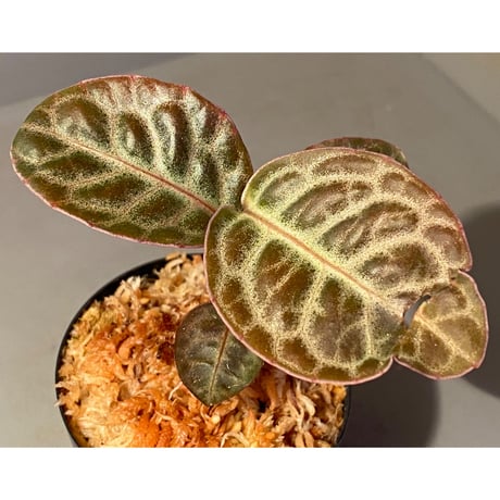 Ardisia sp. "Turtle Back" from Borneo