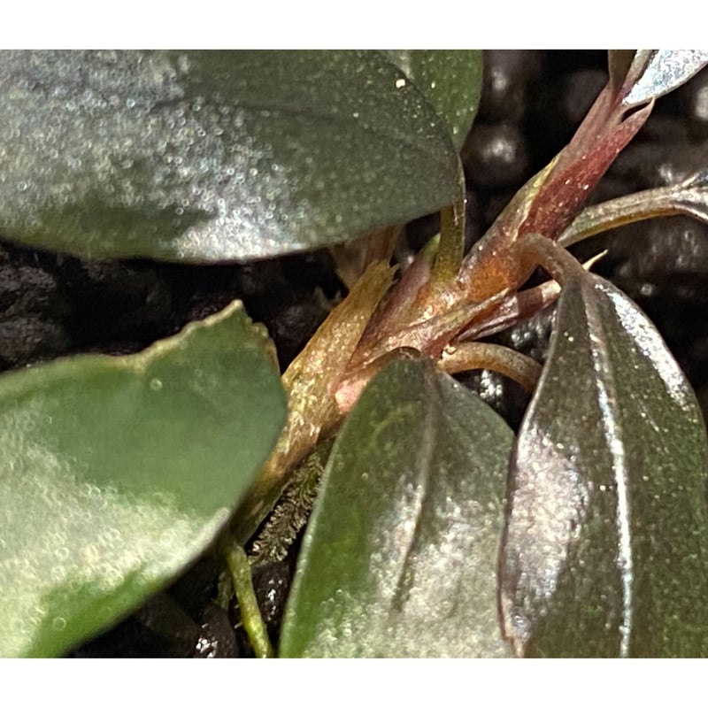 Bucephalandra sp. Bucephalandra sp.