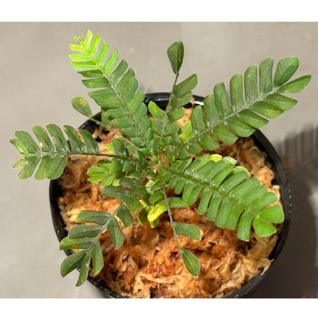 Biophytum sp. BB8th [LA]