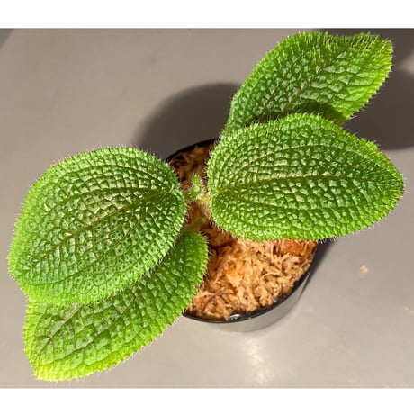 Phyllagathis sp. from Dong Nai province south Vietnam